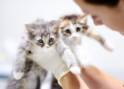 Ümraniye Şerifali Veteriner Kliniği